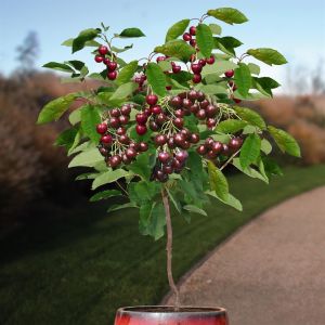 Kersenboom Prunus Regina Op Stam