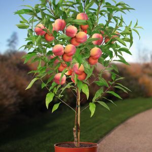 Perzik Prunus Persica Suncrest