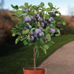 Pruimenboom Prunus Hauszwetsche op Stam
