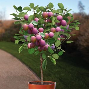 Pruimenboom Prunus Jubileum op Stam