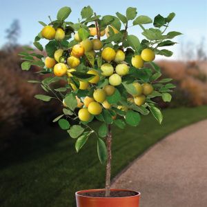 Pruimenboom Reine Claude Doullins