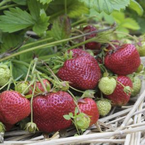 Aardbei Maxi Fructa 7cm Pot x 5