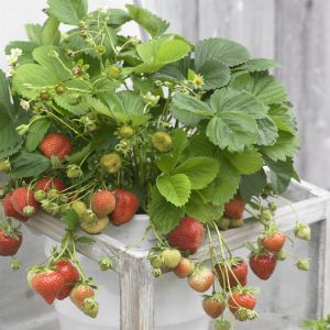 Aardbeienplant Darselect 7cm Pot x 5