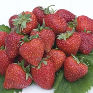 Aardbeienplant Cherry Berry 7cm Pot x 5