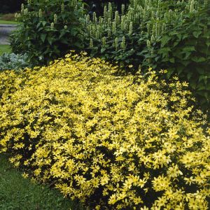 Coreopsis verticillata Moonbeam 9 cm pot