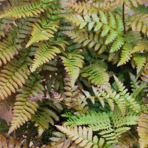 Dryopteris erythrosora Prolifica