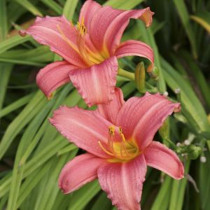 Hemerocallis Pink Damask