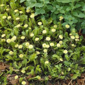 Leptinella Squalida