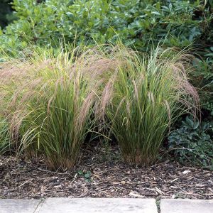 Calamagrostis Arundinacea