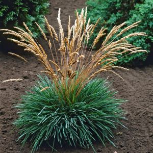 Koeleria Glauca