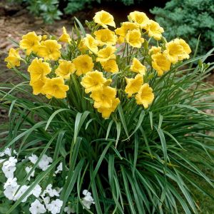 Hemerocallis Stella Doro