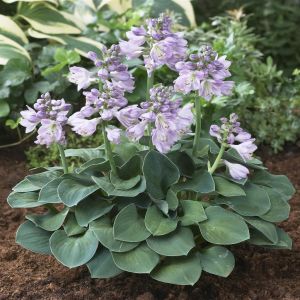 Hosta Blue Mouse Ears 13 cm