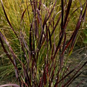 Panicum Virgatum Shenandoah