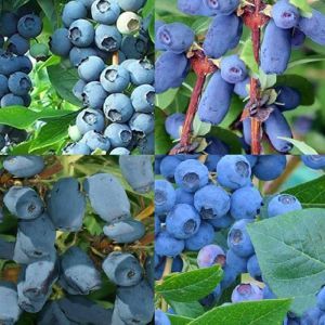 Blauw Fruit Collectie