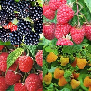 Frambozen en Bramen collectie