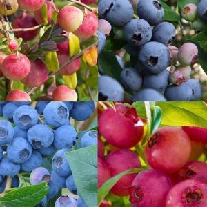 Bosbessencollectie vaccinium