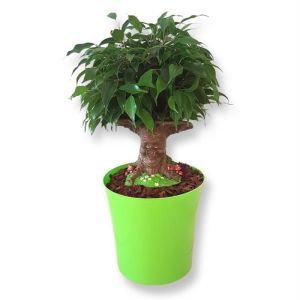 Ficus benjamina Sprookjesboom