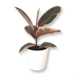 Ficus elastica Belize