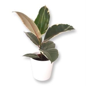 Ficus elastica Tineke