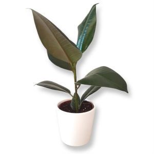 Ficus elastica Robusta