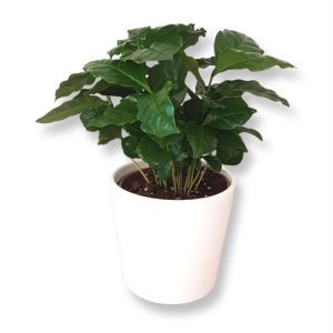 Koffieplant Coffea Arabica