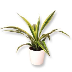 Dracaena Lemon Lime P12