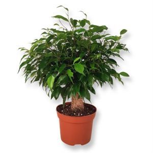 Ficus benjamina Green Kinky Jute 12cm