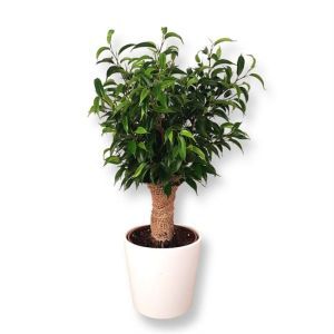 Ficus Natasja Jute op stam