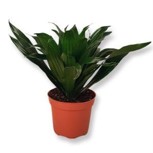 Dracaena Compacta 12 cm