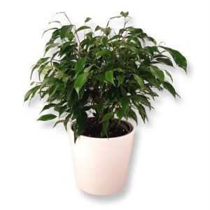 Ficus benjamina Green Kinky 12cm