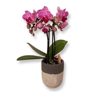 Phalaenopsis Pink Dwarf