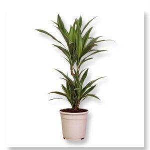 Dracaena Warneckei