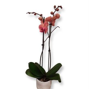 Orchidee Phalaenopsis Peach