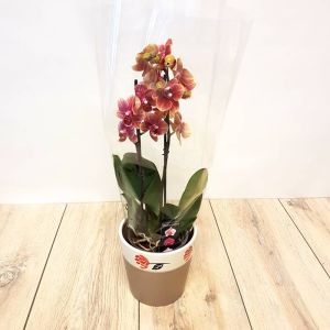 Phalaenopsis Bicolour