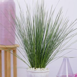 Juncus effusus Pencil Grass