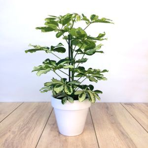 Schefflera arboricola Charlotte 13cm