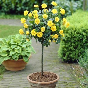 Standard Pot Rose Yellow 120/140 cm