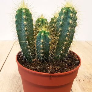 Cactus Cereus Cirio Acacana
