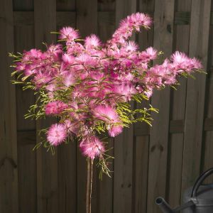 Calliandra op Stam