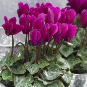 Winter Cyclamen dark pink