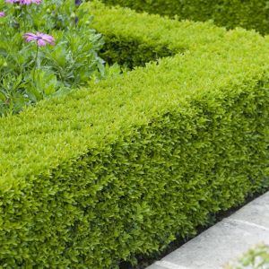 Buxus sempervirens Hedge 9 cm Pot