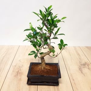 Bonsai Ficus S Style