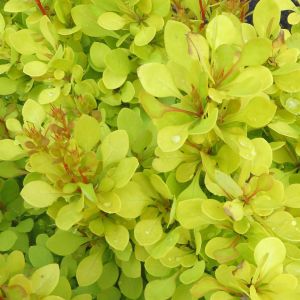 Berberis Golden Torch x 5