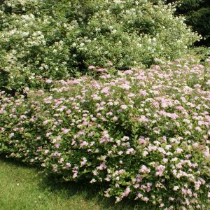 Spierstruik Little Princess x 5