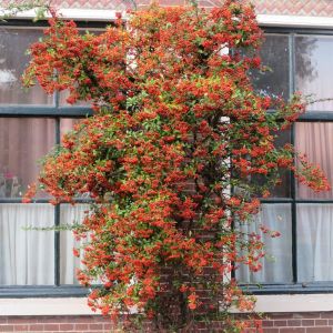 Vuurdoorn Orange Charmer