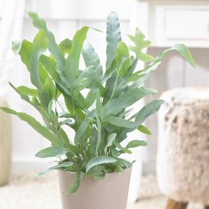 Blauwvaren Phlebodium aureum Blue Star