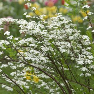 Spiraea Cinerea Grefsheim 9 cm