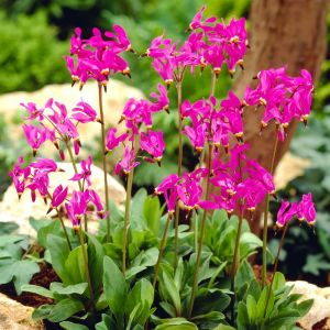 Dodecatheon meadia 9 cm pot