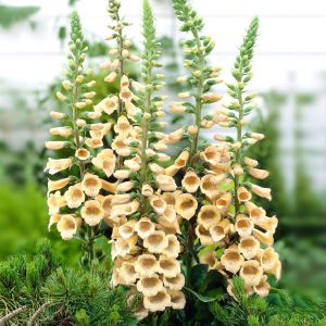 Digitalis purpurea Peach 11 cm pot