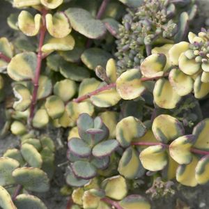 Sedum Sieboldii mediovariegata 10 cm pot